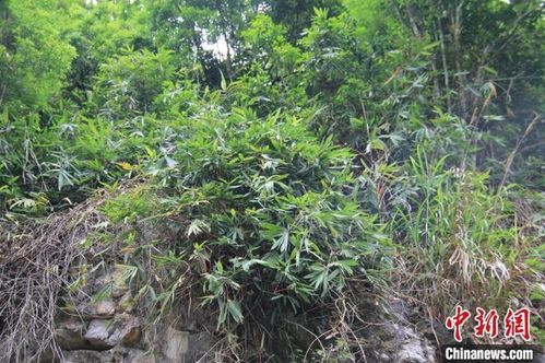 廣西邊境發(fā)現(xiàn)竹類植物新種 中越懸竹