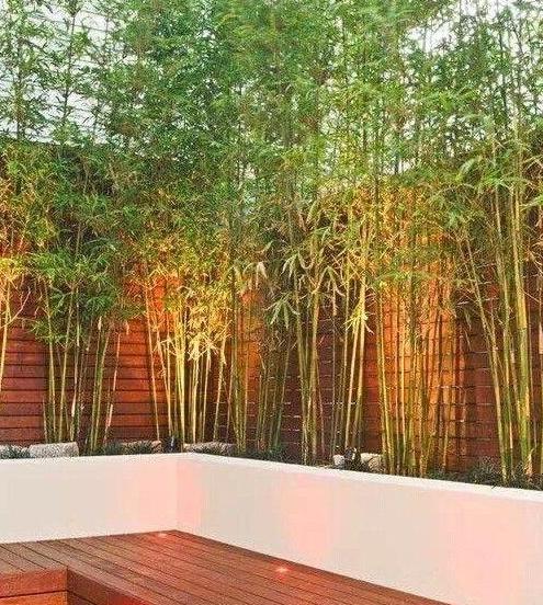 花園庭院植物設計高潔秀逸竹子種植