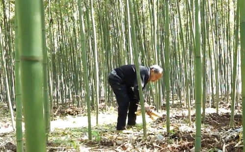 鄉(xiāng)村振興 筠連人把苦竹筍種出了 甜 日子