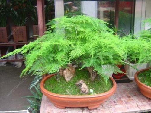 盤點(diǎn)3大室內(nèi)竹子植物盆栽,外形美觀,空氣凈化能力強(qiáng),價(jià)格親民