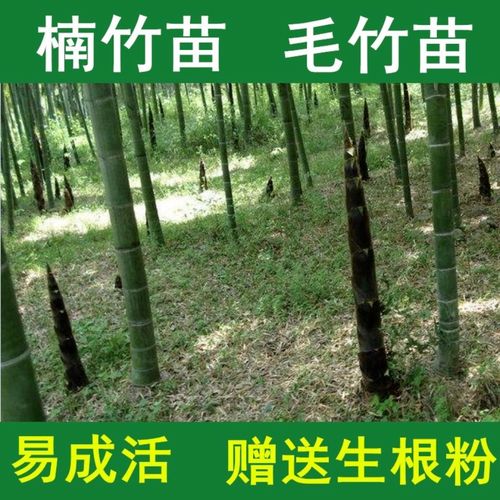 正宗大楠竹苗北方耐寒室外南方種植食用竹筍苗大竹子毛竹鎮(zhèn)宅招財