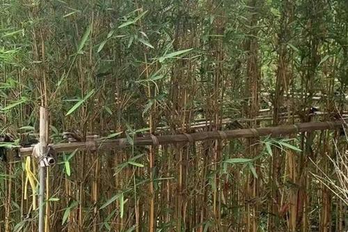 0/棵 剛竹,琴絲竹批發(fā)漳州竹子種植基地苗農(nóng)一手貨源低價直銷批發(fā)市場