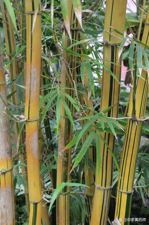 竹子的種植方法和要求圖片(竹子的栽種方法及規范要求)插圖5