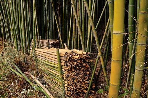竹家具與木質(zhì)家具哪種好