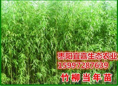 竹柳的經濟效益如何,什么區域和土壤適合種植。