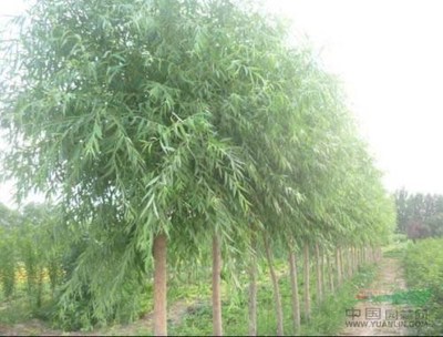 山西竹柳苗木供應、北方竹柳苗木種植創業基地