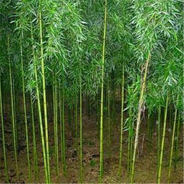 一噸竹子生產(chǎn)多少竹炭