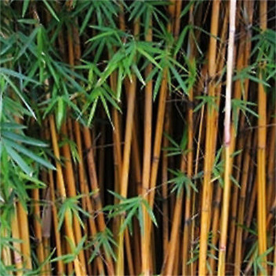小琴絲竹易成活景區(qū)栽種觀賞竹類竹苗庭院綠籬竹子
