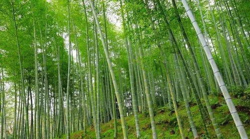 農(nóng)村俗語說 門前見竹,家富人貴,真的嗎 三種地方不適宜種竹子