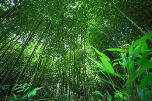 工行貴州遵義桐梓支行 金融助力方竹 下山 筍業(yè) 破土
