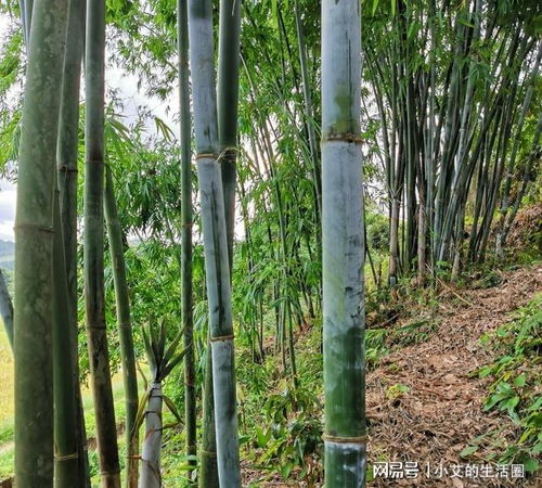 麻竹種植時(shí)這四個(gè)細(xì)節(jié)非常關(guān)鍵,很多人都不明白,難怪發(fā)芽率不高