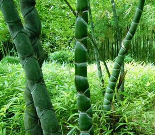 陽臺(tái)缺點(diǎn) 風(fēng)景 ,種4種 竹子 ,養(yǎng)竹可得勤快點(diǎn),要不就黃葉