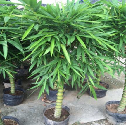 4種適合客廳養(yǎng)植的竹子,清秀文雅,盡顯文人氣息,還能清新空氣