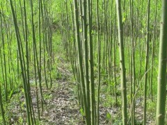 竹柳種植|果樹小苗|綠化苗木|苗木銷售信息|597苗木網(wǎng)