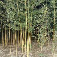 供應(yīng)黃槽竹_米徑1公分_宿遷種植地_高度250公分 | 沭陽縣景盟園藝苗木場