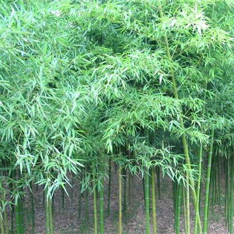產(chǎn)地直銷綠化工程青竹苗 庭院觀賞竹子苗 四季常青 規(guī)格齊全