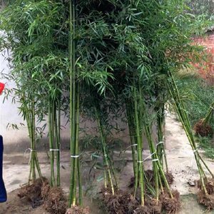 【庭院竹子圍墻價(jià)格】最新庭院竹子圍墻