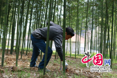 忠義文化“新名片”:高節(jié)之“竹”助力經(jīng)濟(jì)起飛