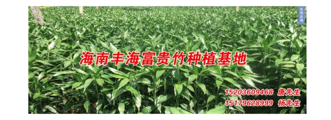 海南富貴竹,海南富貴竹批發(fā),海南富貴竹種植,富貴竹批發(fā)等產(chǎn)品介紹_報價_批發(fā)_供應(yīng)信息 - 海南豐海富貴竹 - 嘻嘻哈哈分類信息