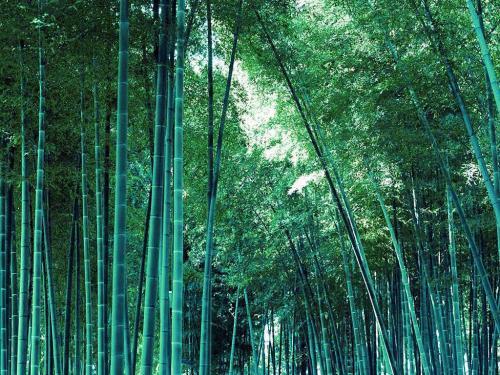 雷竹是食 材兩用竹,栽植技術(shù)要點(diǎn)有哪些 市場前景如何