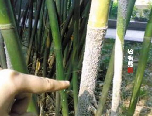 竹子病蟲寶典 養(yǎng)竹必備