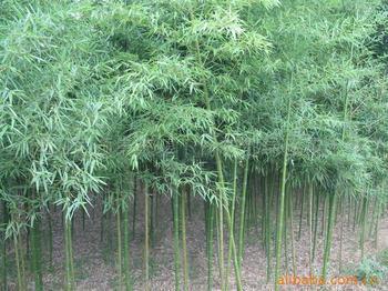 北方哪里盛產(chǎn)竹子適合北方種植的耐寒竹子