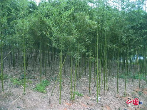 大熊貓 特供 出口加拿大 電商俏貨,彭州竹筍產(chǎn)業(yè)節(jié)節(jié)高