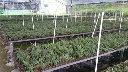 龍南縣潤誠石斛種植農(nóng)民專業(yè)合作社被認(rèn)定為2016年江西省森林食品基地