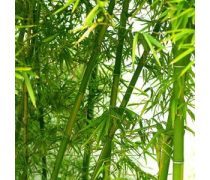 竹子種植企業(yè)黃頁