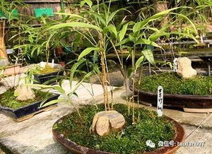 庭院養(yǎng)竹的講究 告誡 院里千萬別這樣種竹子 半年身體就出問題