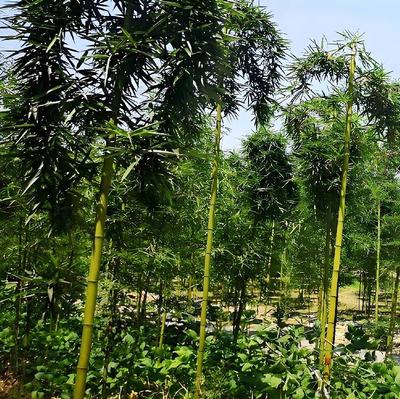 雷竹竹苗 基地現(xiàn)挖帶土發(fā)貨別墅公園市政道路綠籬綠化竹子