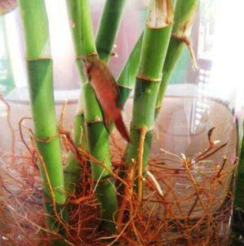 用2種 小藥片 ,養(yǎng)富貴竹,長勢旺盛,葉片濃綠光亮