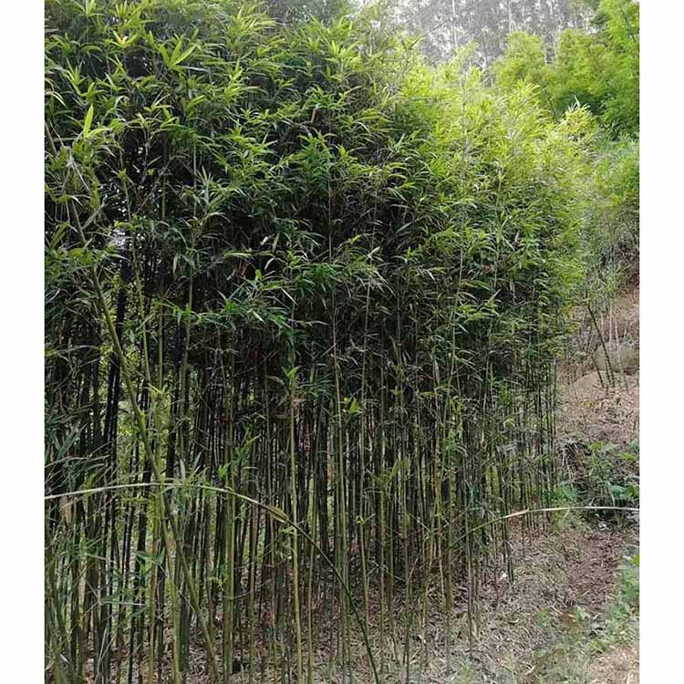 移植四方竹基地直供 批發(fā)四方竹 各種竹子觀賞竹種植-搜了網(wǎng)