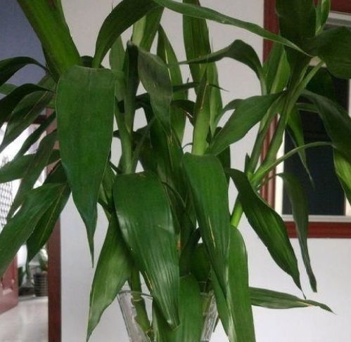 富貴竹養(yǎng) 2月 不生根,原來是 栽種 忘了一步,現(xiàn)在做來得及