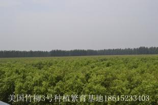 2013年秋季美國(guó)竹柳3號(hào)種植繁育基地竹柳價(jià)格表_農(nóng)副產(chǎn)品_世界工廠網(wǎng)
