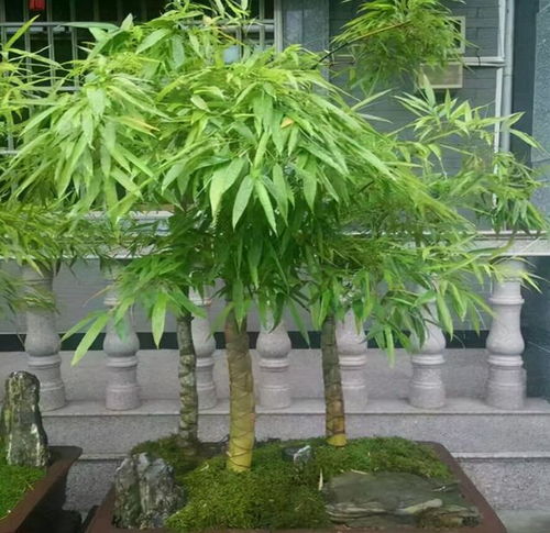 陽(yáng)臺(tái)缺點(diǎn) 風(fēng)景 ,種4種 竹子 ,養(yǎng)竹可得勤快點(diǎn),要不就黃葉
