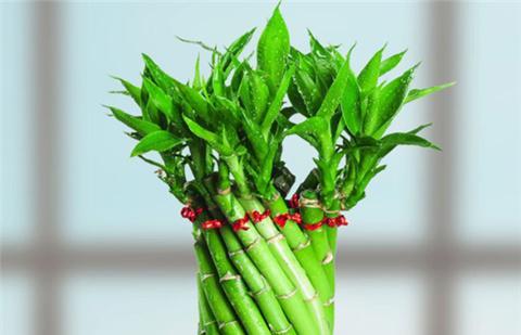 養(yǎng)富貴竹,用1種 藥 水,呼呼瘋長(zhǎng),根肥葉綠,節(jié)節(jié)高