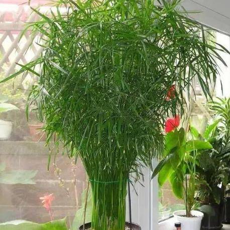 5種愛喝水的花,澆水就瘋長(zhǎng),懶人養(yǎng)起來超簡(jiǎn)單