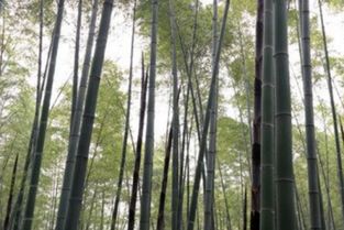 廣東鋼竹種植直銷基地采購多少錢