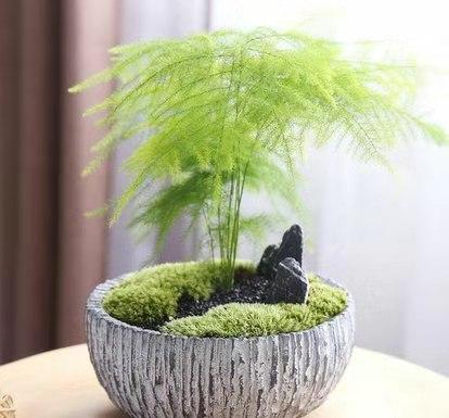 此種植物外形似竹似松,多用2種肥水,盆盆都能長成 蘑菇云