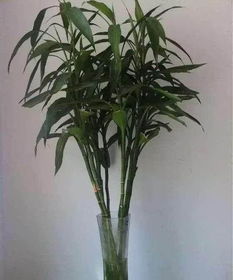富貴竹黃葉了也不要丟,這么養(yǎng)很快就會長新根枝繁葉茂