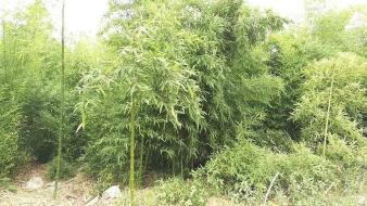 濟南竹子 剛竹 淡竹 毛竹 可上門種植
