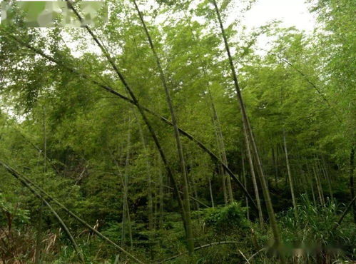 重磅開放 南昌首家智能科技公園免費啦,這份免費高山園林度假指南請收好