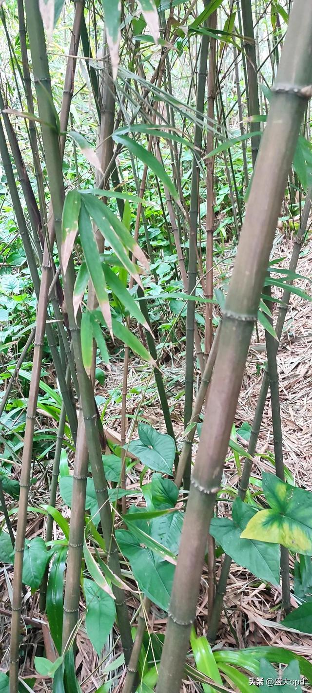 竹子的種類,竹子的栽培和風水,竹子的種植特點(見證四方竹.