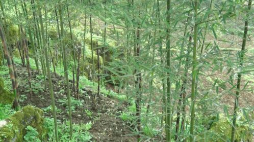 雙河村 學黨史開新局 種雷竹促振興