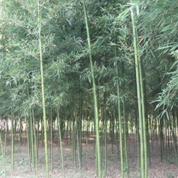 御春閣 盆栽 地栽 竹苗 金鑲玉竹苗 青竹苗 早園竹苗 紫竹苗 淡竹苗 竹子 單棵批發 青竹苗 2公分【圖片 價格 品牌 報價】-京東