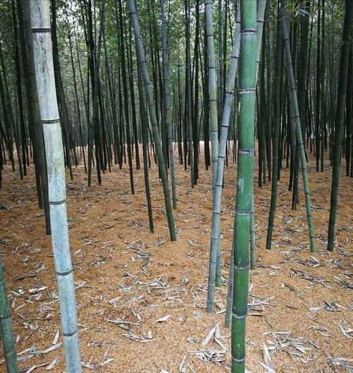 25元一斤比肉還貴 浙江大姐給雷竹 蓋棉被 ,讓竹筍價格翻倍