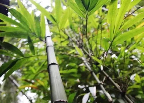 毛環方竹怎么種