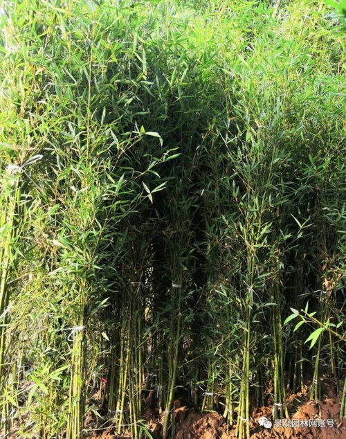 24種常用竹子,你認識幾種