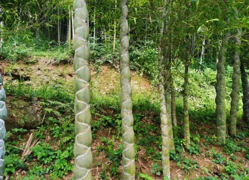 六安大山里發現成片龍鱗竹,很多人一輩子都沒見過